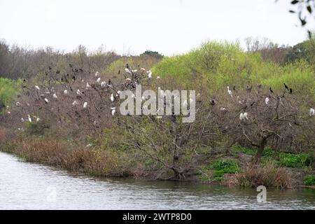 Smith Oaks Bird Sanctuary à Spring Time, High Island, Texas Banque D'Images