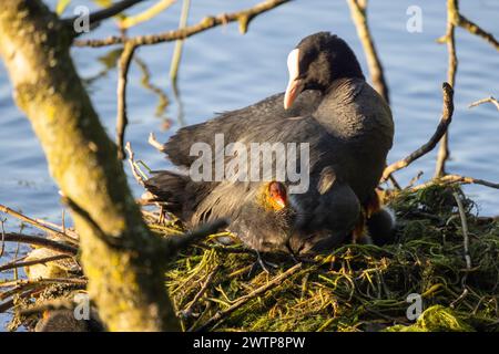 Dans cette paisible scène animalière, un coot eurasien, identifié par son corps gris ardoise et son bec blanc, est vu sur un nid avec un poussin. Le nid, fait de brindilles et de verdure, flotte sur l'eau, offrant un environnement sûr pour le poussin. La posture vigilante du Coot et le plumage précoce du poussin mettent en évidence les aspects nourrissants de ces oiseaux, qui sont communs dans divers plans d'eau en Europe et en Asie. Eurasian Coot, Fulica atra, avec Chick on a Nest. Photo de haute qualité Banque D'Images