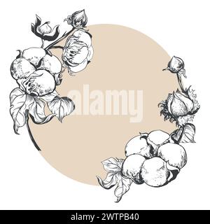Branche de coton vectorielle dessinée à la main. Graines de coton dans le style vintage avec gravure. Cadre rond. Dessin dans le style de gravure rétro. Illustration pour l'exercice pratique Illustration de Vecteur