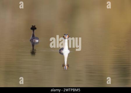 Grand grèbe à crête Podiceps cristatus, 2 adultes de plumage nageant loin l'un de l'autre, Suffolk, Angleterre, février Banque D'Images