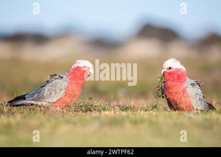 Le galah (Eolophus roseicapilla), moins connu sous le nom de cacatoès rose et gris, deux individus mangeant des trèfles australiens Banque D'Images