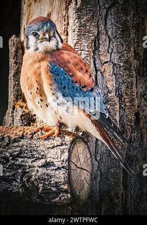 Un oiseau crécerelle américain perché sur une branche d'arbre Banque D'Images