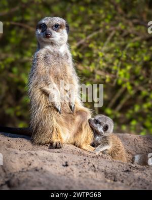 Une suricate adulte et son bébé sur un rocher contre des arbres verts Banque D'Images