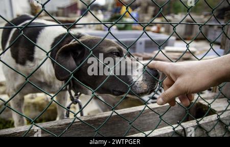 Détail de chien abandonné et sans abri, maltraitance animale Banque D'Images