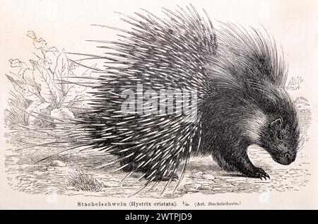 Porc-épic à crête (Hystrix cristata) avec des piquants tendus dans la nature, illustration historique en noir et blanc de l'encyclopédie Meyers 4e. Banque D'Images