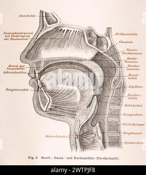 Médecine, anatomie, illustration d'une coupe à travers la tête humaine avec la bouche, le nez et la gorge en noir et blanc, sinus frontal, septum nasal avec Banque D'Images