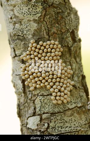 Teigne du renard (Macrothylacia rubi), oeufs sur une branche, Provence, sud de la France Banque D'Images