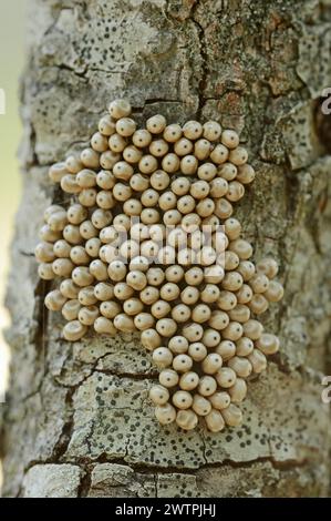 Teigne du renard (Macrothylacia rubi), oeufs sur une branche, Provence, sud de la France Banque D'Images
