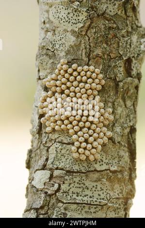 Teigne du renard (Macrothylacia rubi), oeufs sur une branche, Provence, sud de la France Banque D'Images
