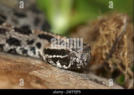 Serpent à sonnette pygmée (Sistrurus miliarius barbouri), Parc national des Everglades, Floride, États-Unis Banque D'Images