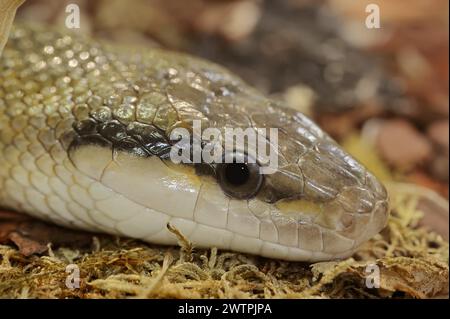 Serpent de beauté de Taïwan (Orthriophis taeniurus frisei, Elaphe taeniura frisei), captif, présence en Asie Banque D'Images