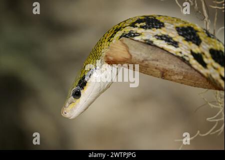 Serpent de beauté de Taïwan (Orthriophis taeniurus frisei, Elaphe taeniura frisei), captif, présence en Asie Banque D'Images