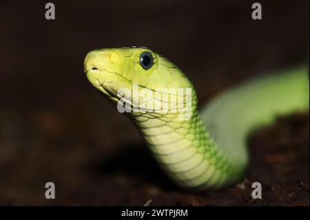 Mamba commun (Dendroaspis angusticeps), captif, présent en Afrique Banque D'Images
