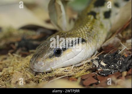 Serpent de beauté de Taïwan (Orthriophis taeniurus frisei, Elaphe taeniura frisei), captif, présence en Asie Banque D'Images