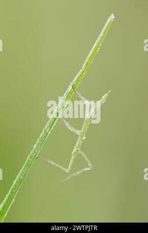 Insecte bâton méditerranéen (Bacillus rossius), nymphe aux gouttes de rosée, Provence, Sud de la France Banque D'Images