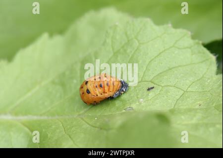 Coccinelle septempunctata (Coccinella septempunctata), pupe, Rhénanie du Nord-Westphalie, Allemagne Banque D'Images