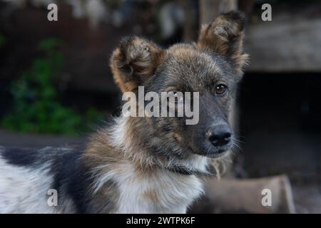 Un petit chien tacheté. Gros plan d'un chien de race pure. Banque D'Images