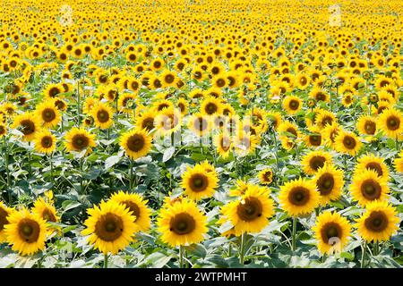 Un champ de tournesols en fleurs, tournesols Banque D'Images