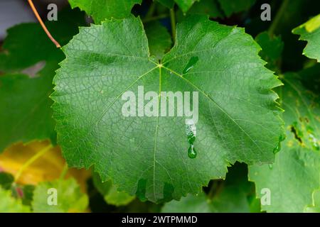 Gros plan de grandes feuilles de raisin vertes. Banque D'Images