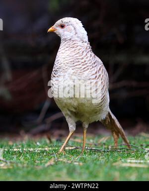Pheasant doré. Oiseau ornemental unique de Chine. Faisan chinois (Chrysolophus pictus). Banque D'Images
