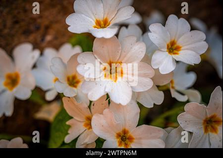 Fleurs blanches d'une coquille sans tige (Primula vulgaris) au printemps, Iéna, Thuringe, Allemagne Banque D'Images