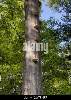 Le champignon Tinder (Fomes fomentarius), espèce de champignon de la famille des Polyporaceae, pousse sur le tronc d'un hêtre affaibli et malade (Fagus), en Allemagne Banque D'Images