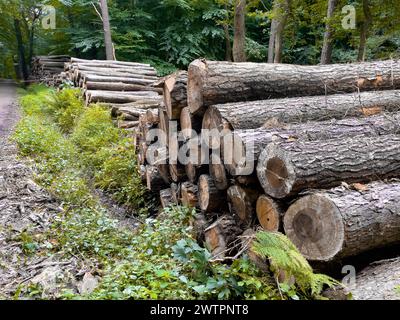 Troncs d'arbres coupés empilés sur le bord d'un chemin forestier, dans la forêt d'arbres de fond, Muensterland, Rhénanie du Nord-Westphalie, Allemagne Banque D'Images