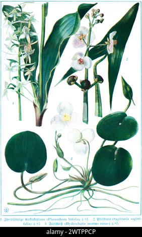 Botanique, fleur de coucou à deux feuilles (Platanthera bifolia). Arrowhead (Sagittaria sagittifolia), grenouille (Hydrocharis morsus ranae), illustration historique Banque D'Images