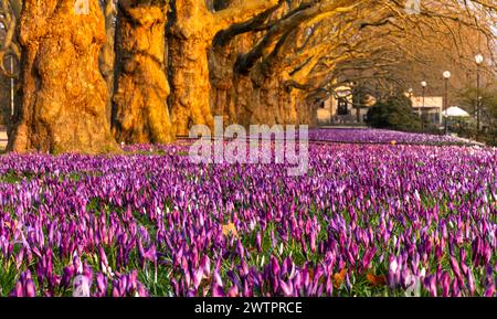 Un tapis massif de crocus colorés fleurissant dans une rangée de platanes dans la belle lumière du matin Banque D'Images