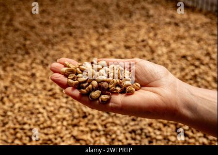 Gros plan avec des grains de café crus en tas de graines vertes sèches. Les mains de l'agriculteur ont sélectionné le grain non torréfié de tige de rebut dans la ferme écologique. Grain de café de ferme Arabica Banque D'Images