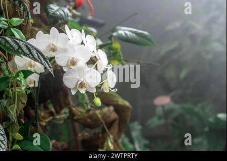 Orchidées blanches tropicales. les orchidées fleurissent. détails complexes des pétales et de la biodiversité du feuillage environnant et merveille naturelle. témoignage vibrant de beaut Banque D'Images