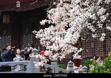 Fleurs de Magnolia fleurissent au palais de Chaotian dans la ville de Nanjing, dans la province du Jiangsu de l'est de la Chine, le 17 mars 2024. Banque D'Images