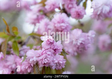 Prunus serrulata Kanzan. Prunus lannesiana Kanzan, cerasus Sato-zakura Kwanzan ou Sekiyama, cultivar japonais de cerisier à fleurs roses Banque D'Images