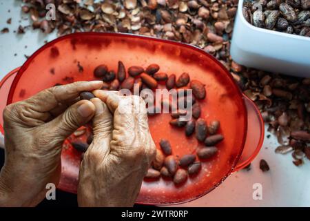 Gros plan d'une femme âgée épluchant des fèves de cacao dans une cuisine Banque D'Images