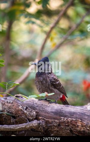 Un bulbul à vent rouge perché sur une branche d'arbre dans les bois. Banque D'Images