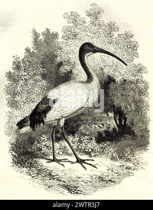 Illustration ancienne d'Ibis sacré africain au Muséum national d'histoire naturelle, Paris. Créé par Freeman, publié sur magasin pittoresque, Paris, 185 Banque D'Images