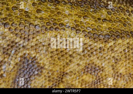 Gros plan Portrait de Dragon barbu (Pogona Vitticeps) avec des écailles texturées jaunes vibrantes Banque D'Images