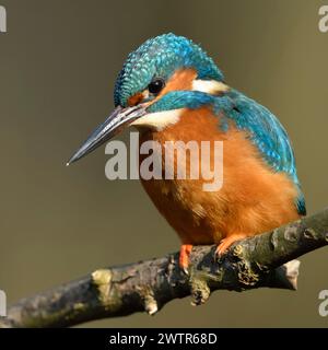 Kingfisher ( Alcedo atthis ), oiseau mâle, perché sur une branche pour la chasse, vue frontale détaillée, belle lumière, faune, Europe. Banque D'Images