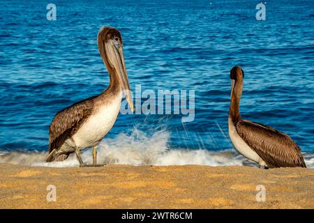 De nombreux pélicans et cormorans et colonie d'oiseaux en basse californie sur mexique, baie de magdalena Banque D'Images