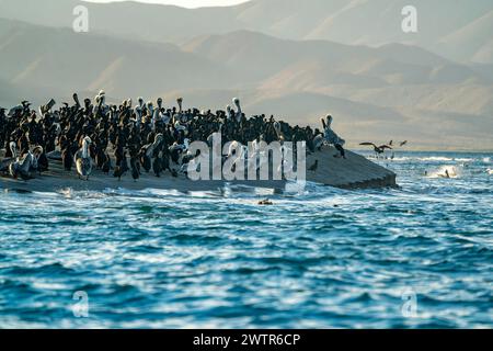 De nombreux pélicans et cormorans et colonie d'oiseaux en basse californie sur mexique, baie de magdalena Banque D'Images