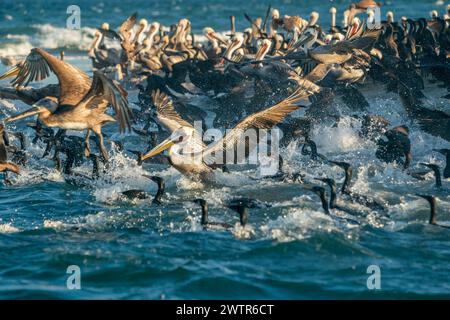 De nombreux pélicans et cormorans et colonie d'oiseaux en basse californie sur mexique, baie de magdalena Banque D'Images