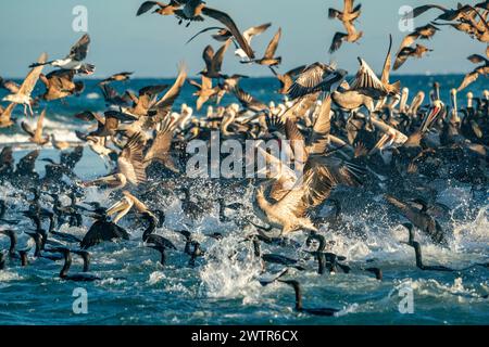 De nombreux pélicans et cormorans et colonie d'oiseaux en basse californie sur mexique, baie de magdalena Banque D'Images