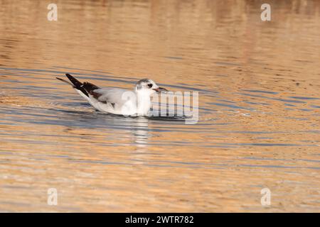 Une petite mouette juvénile Hydrocoloeus minutus à bec ouvert, nageant dans l'eau de mer le matin, Malte Banque D'Images