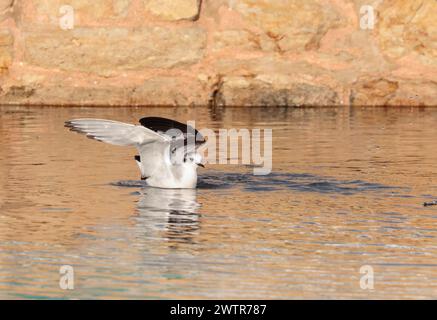 Une petite mouette juvénile Hydrocoloeus minutus, vient d'atterrir, les ailes encore ouvertes, nageant dans l'eau de mer le matin, Malte Banque D'Images