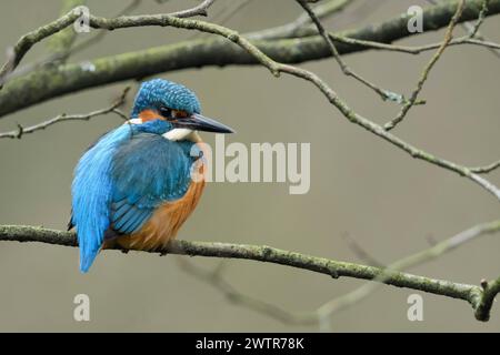 In den Ästen... Eisvogel Alcedo atthis sitzt, ruht im Geäst eines baumes, ruht, schaut sich um, wegen seiner Farben einer der bekannte einheimischen Kleinvögel, heimische Vogelwelt, Tierwelt, Natur *** Martin pêcheur eurasien Alcedo atthis , mâle, perché dans un arbre, sur une branche naturelle dans la brousse, cadre naturel, observation, faune, Europe. Nordrhein-Westfalen Deutschland, Westeuropa Banque D'Images