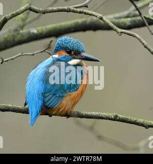 In den Ästen... Eisvogel Alcedo atthis sitzt, ruht im Geäst eines baumes, ruht, schaut sich um, wegen seiner Farben einer der bekannte einheimischen Kleinvögel, heimische Vogelwelt, Tierwelt, Natur *** Martin pêcheur eurasien Alcedo atthis , mâle, perché dans un arbre, sur une branche naturelle dans la brousse, cadre naturel, observation, faune, Europe. Nordrhein-Westfalen Deutschland, Westeuropa Banque D'Images