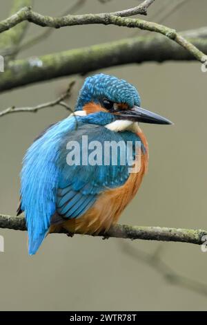 In den Ästen... Eisvogel Alcedo atthis sitzt, ruht im Geäst eines baumes, ruht, schaut sich um, wegen seiner Farben einer der bekannte einheimischen Kleinvögel, heimische Vogelwelt, Tierwelt, Natur *** Martin pêcheur eurasien Alcedo atthis , mâle, perché dans un arbre, sur une branche naturelle dans la brousse, cadre naturel, observation, faune, Europe. Nordrhein-Westfalen Deutschland, Westeuropa Banque D'Images