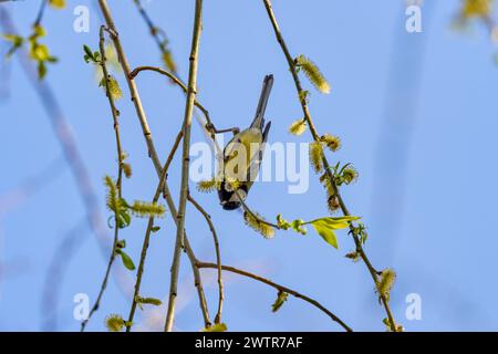 (Parus major) parmi les branches d'un arbre au printemps. Banque D'Images