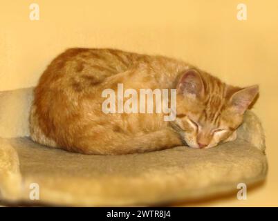 Un chat orange repose sur un tapis à côté d'un oreiller Banque D'Images