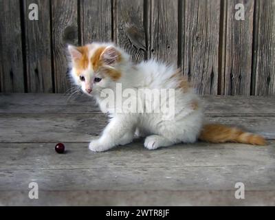 Un petit chat regardant un objet sur le sol Banque D'Images